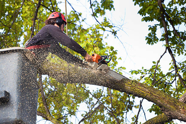 Best Residential Tree Removal  in Sto Brook, NY